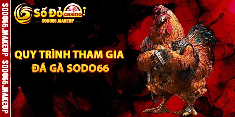 Quy Trình Tham Gia Đá Gà Sodo66